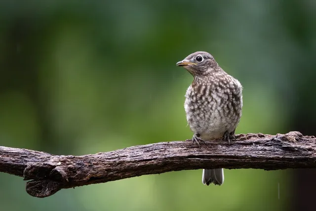 🎼 The Bluebirds - Hey Jude / Ob-La-Di Ob-La-Da Album