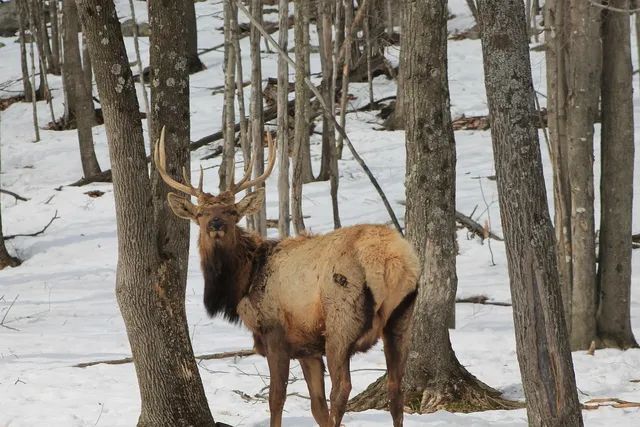 🎼 Black Reindeer - Cuts Album