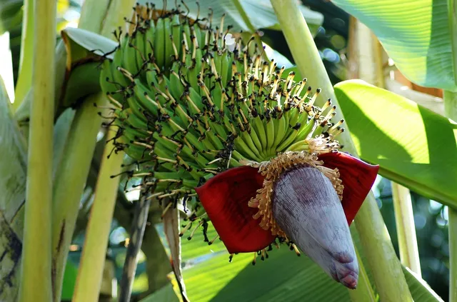 🎼 Ritmo Fatal - La Banana Album
