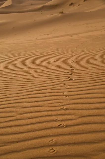🎼 House Of Lords = ハウス・オブ・ローズ - Sahara = サハラ Album