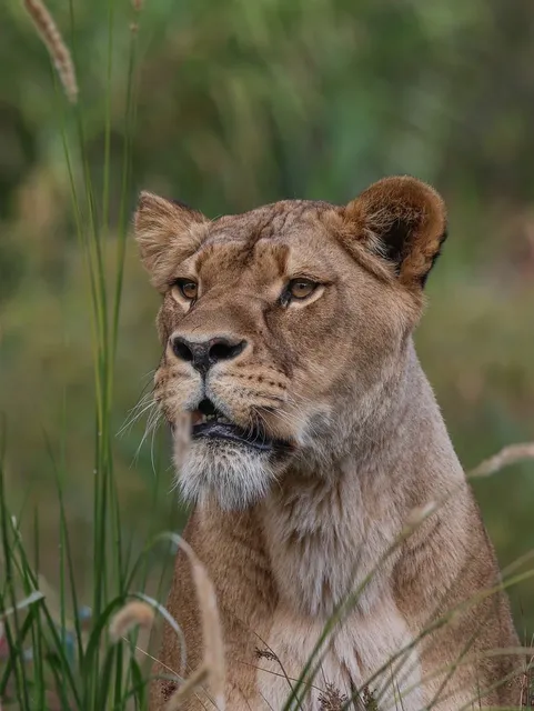 🎼 Conciousness - Lion Roar Album