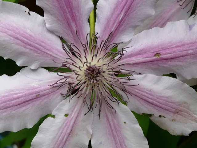 🎼 Nelly Feat Kelly - Dilemma (Public Order Trance Remix) Album