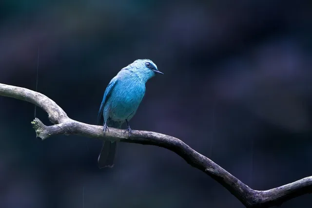 🎼 Wildlife - Wildlife Album