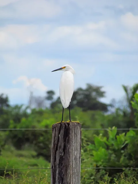 🎼 Emma McGlynn - Kamikaze Birdie Album