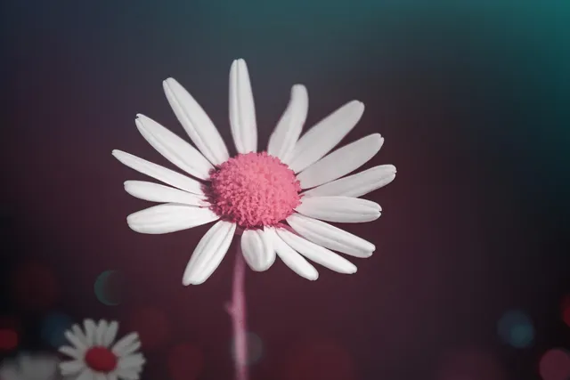 🎼 Placebo - Meds (Live At Paleo Festival, Nyon) Album