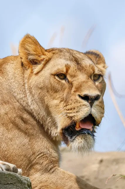 🎼 Yeah Yeah Yeahs - Gold Lion Album